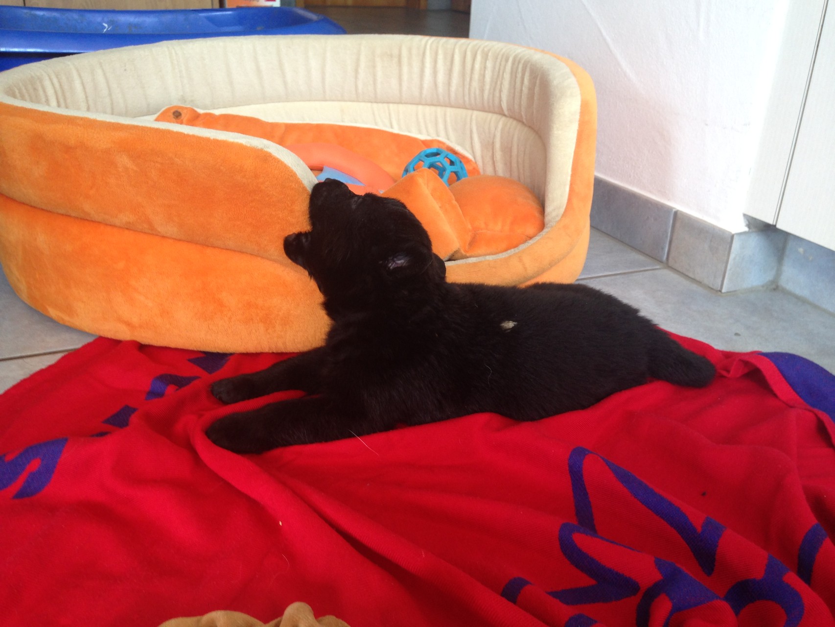 S-Wurf am 05.04.2015