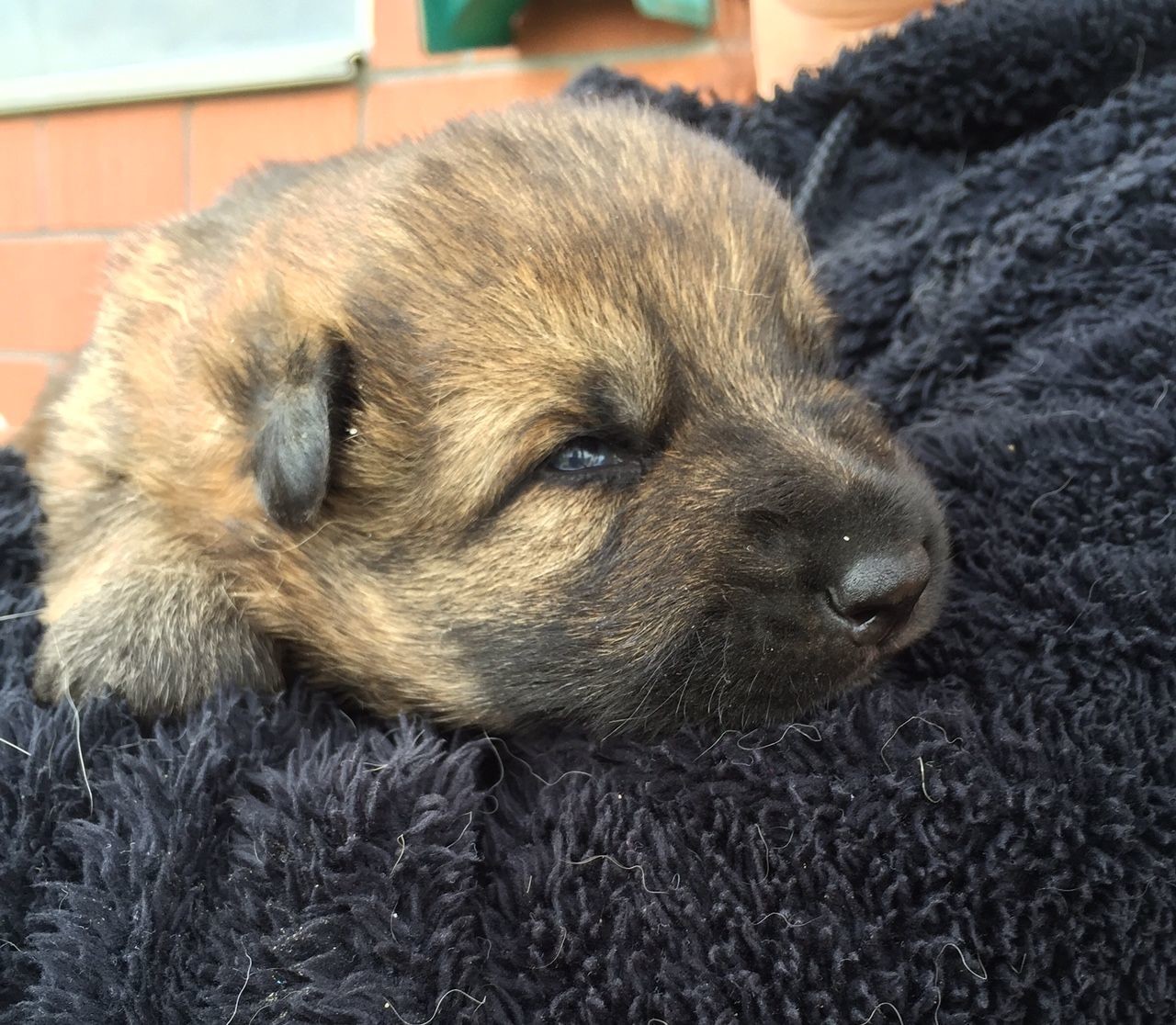 Vega von der Gletscherhöhle; 2 Wochen alt