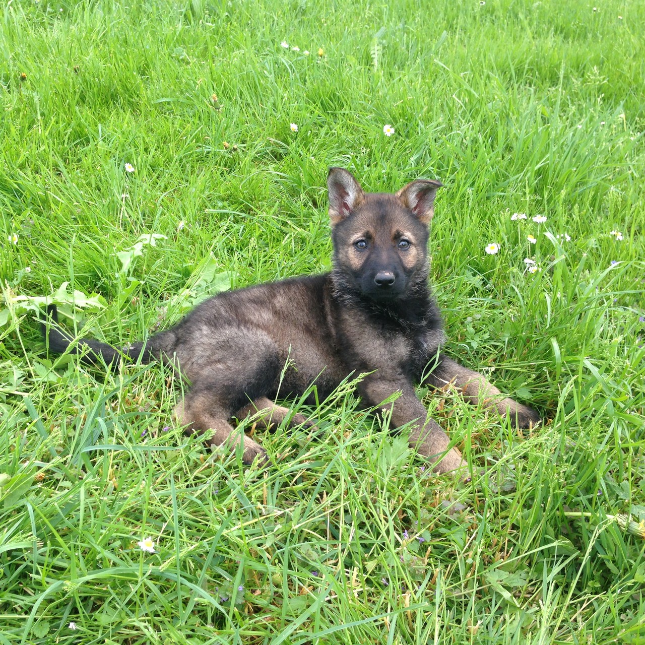 S-Wurf 8 Wochen alt.