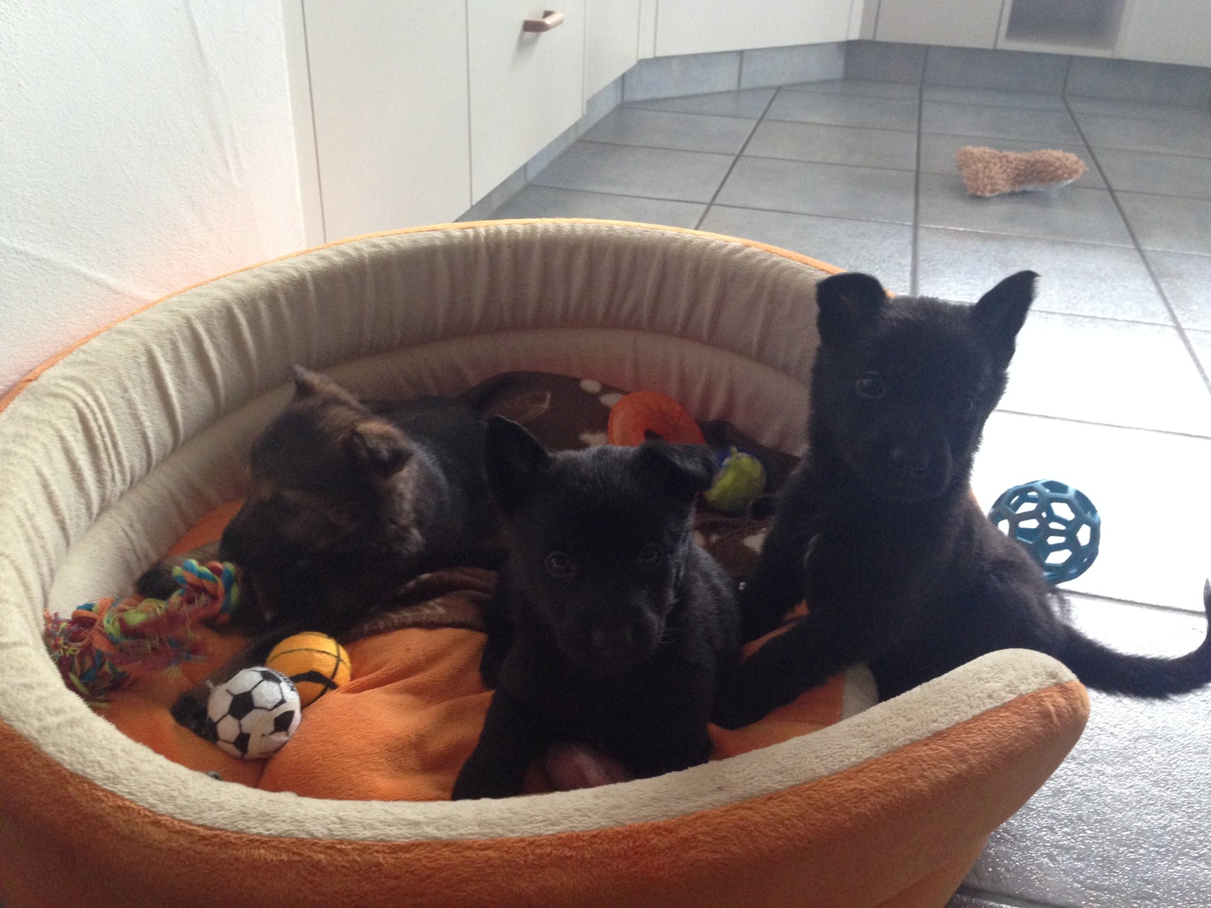 R-Wurf von der Gletscherhöhle; 12.02.2015