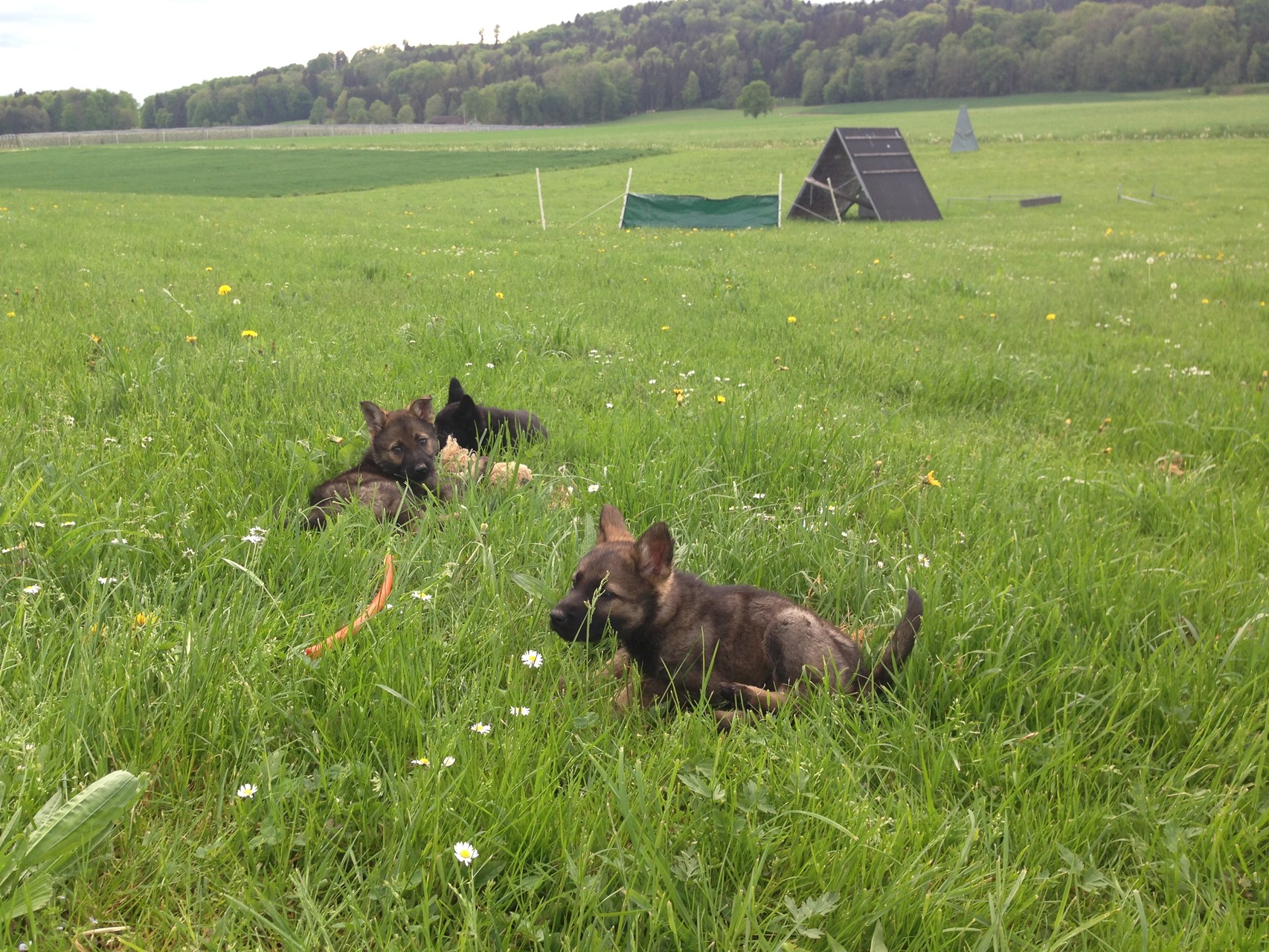 S-Wurf 8 Wochen alt.