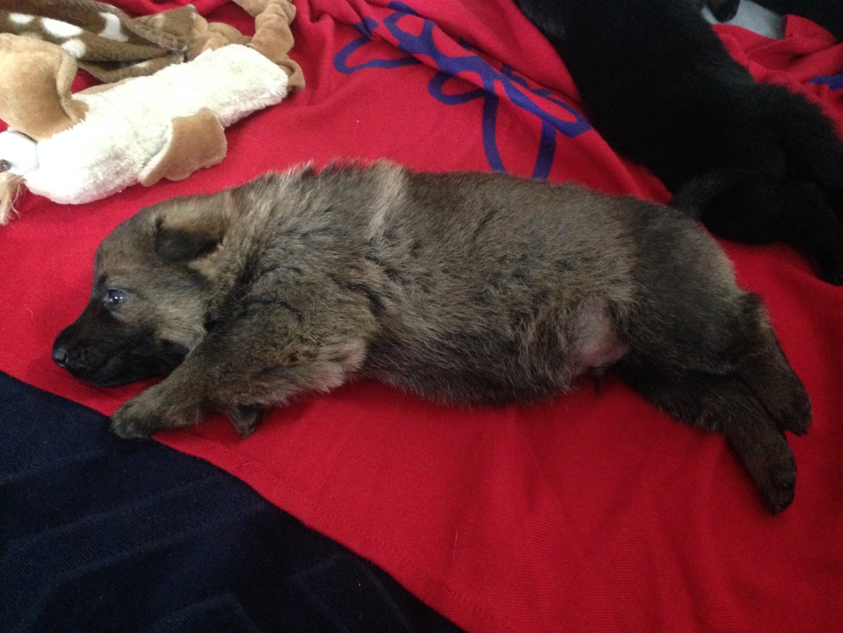 S-Wurf am 05.04.2015