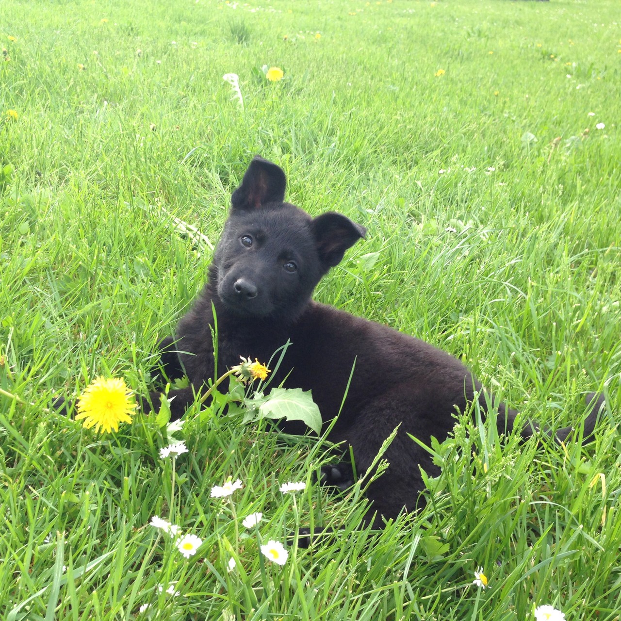 S-Wurf 8 Wochen alt.