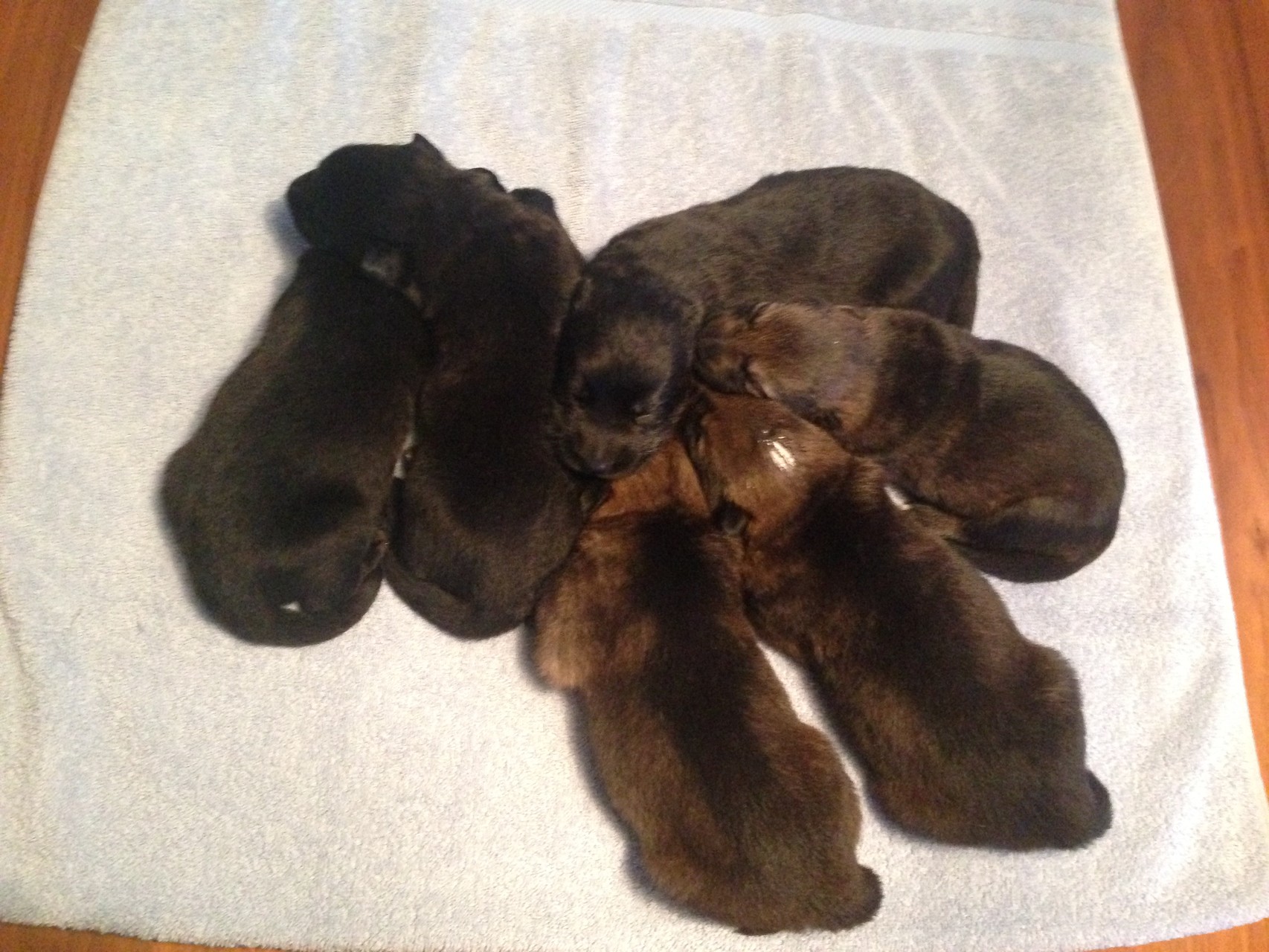 R-Wurf von der Gletscherhöhle; 12 Tage alt