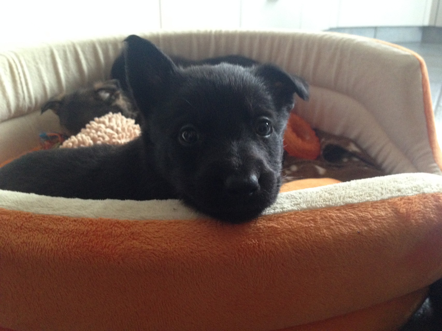 R-Wurf von der Gletscherhöhle; 12.02.2015