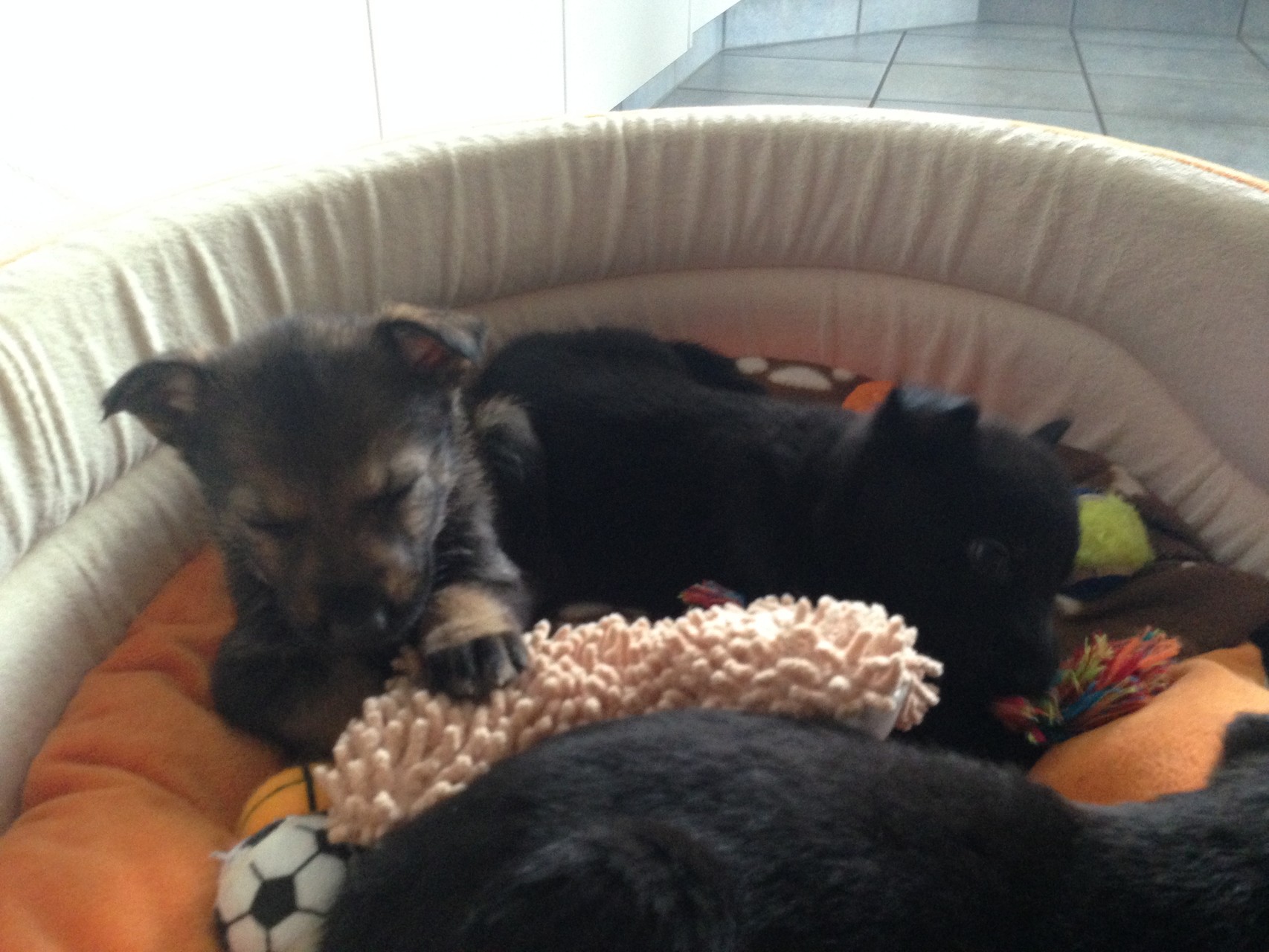 R-Wurf von der Gletscherhöhle; 12.02.2015