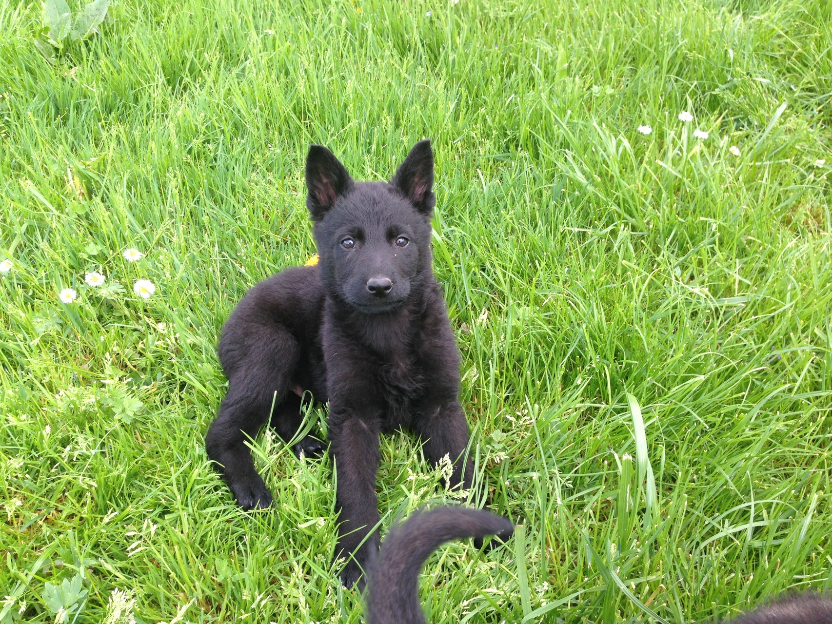 S-Wurf 8 Wochen alt.