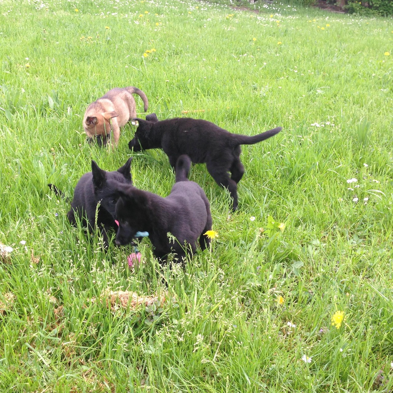 S-Wurf 8 Wochen alt.