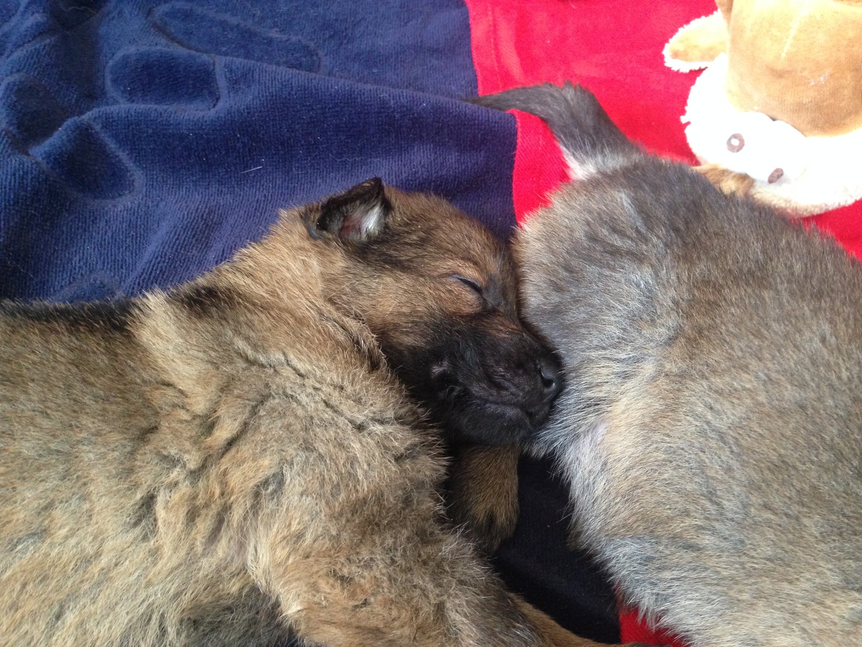 S-Wurf am 05.04.2015