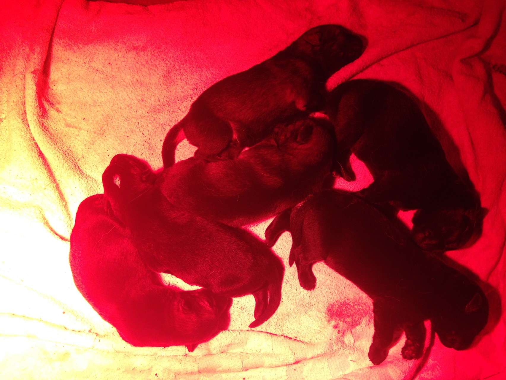 R-Wurf von der Gletscherhöhle; 06.01.2015/ 2 Tage alt