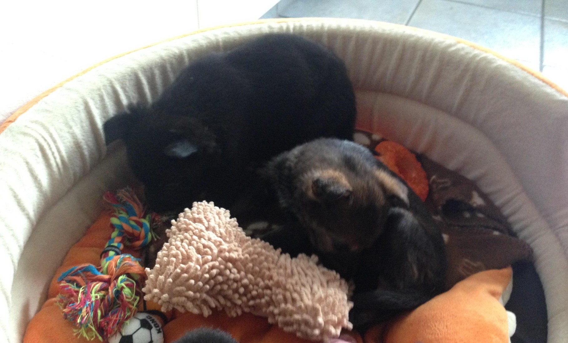 R-Wurf von der Gletscherhöhle; 12.02.2015