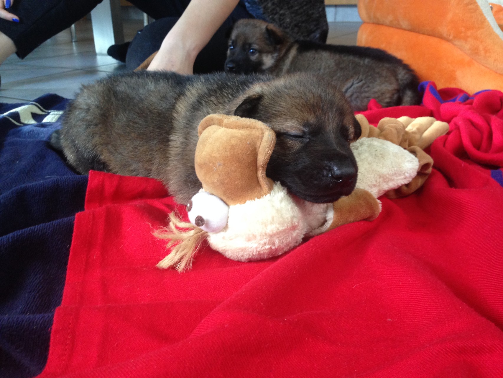 S-Wurf am 05.04.2015