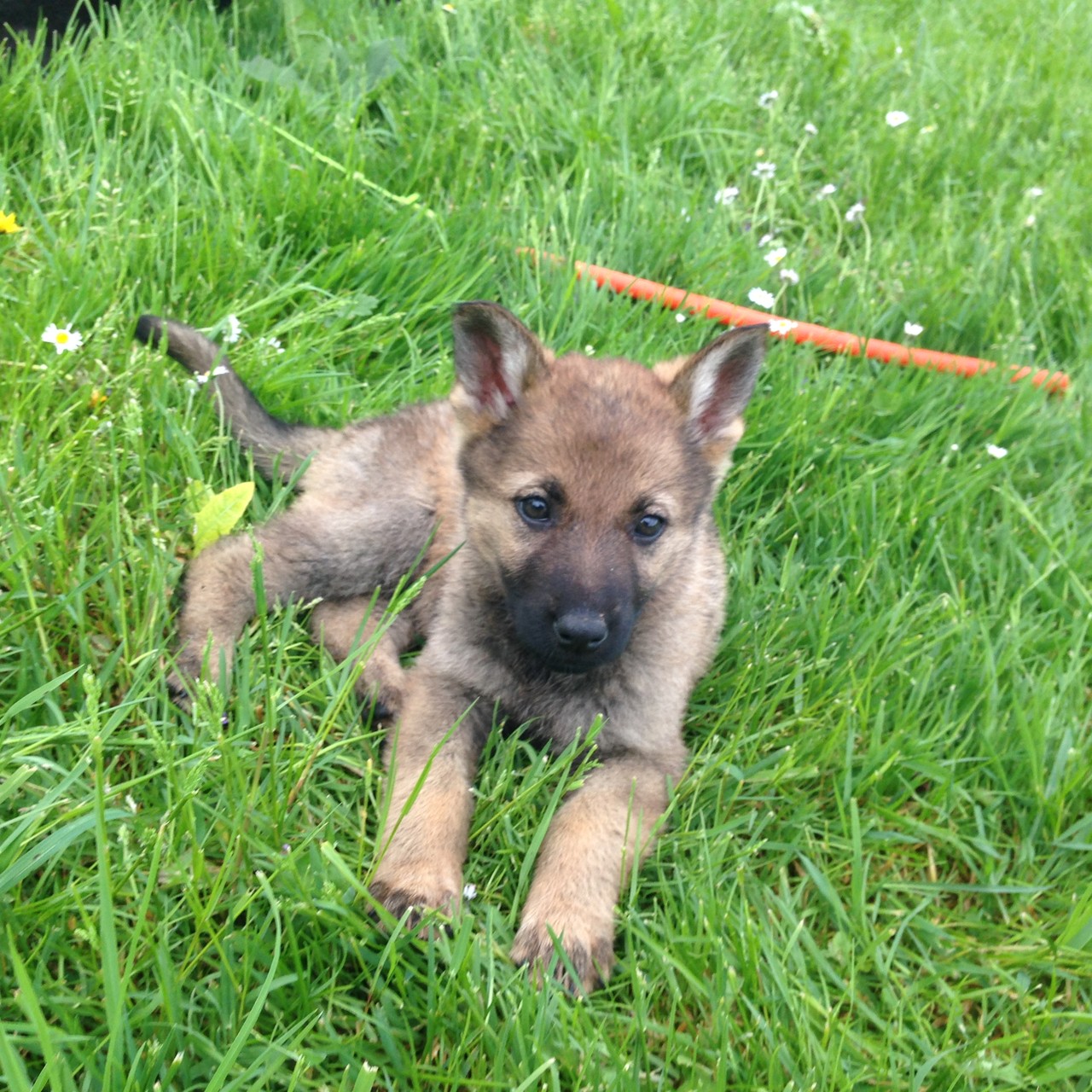 S-Wurf 8 Wochen alt.