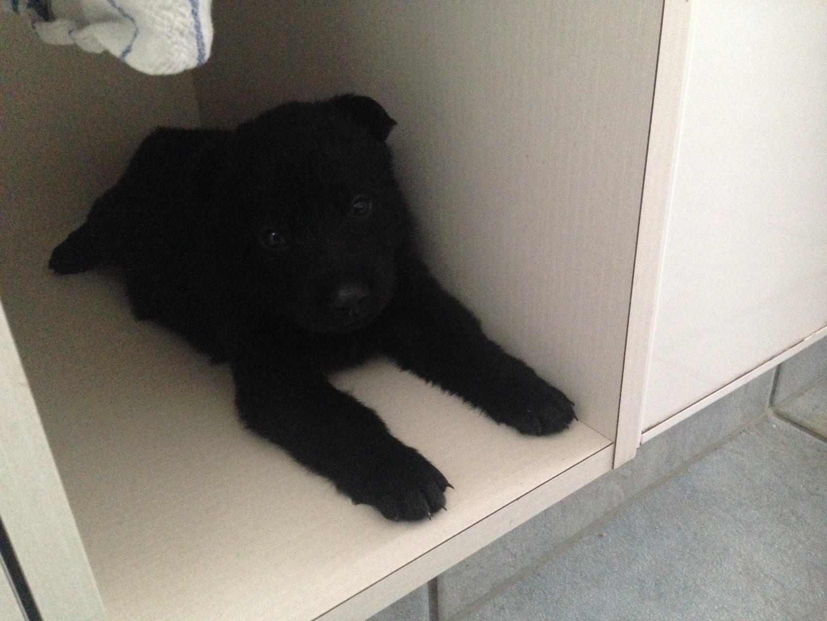 S-Wurf am 05.04.2015