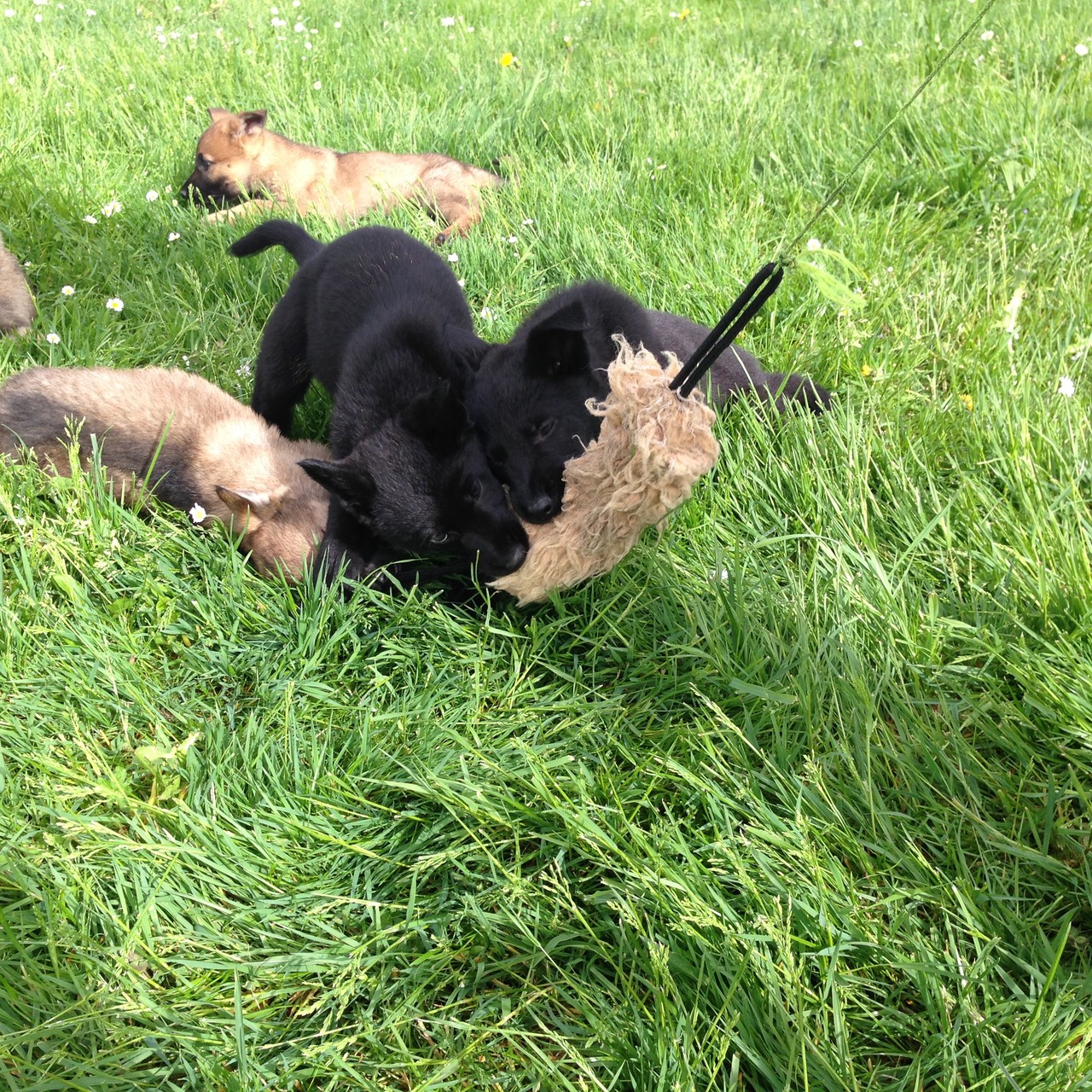 S-Wurf 8 Wochen alt.