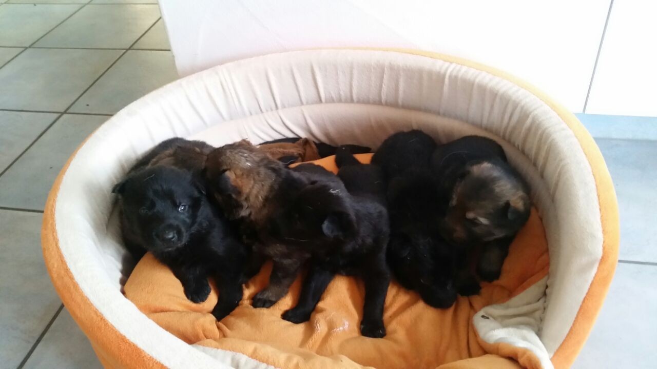 R-Wurf von der Gletscherhöhle; 22 Tage alt