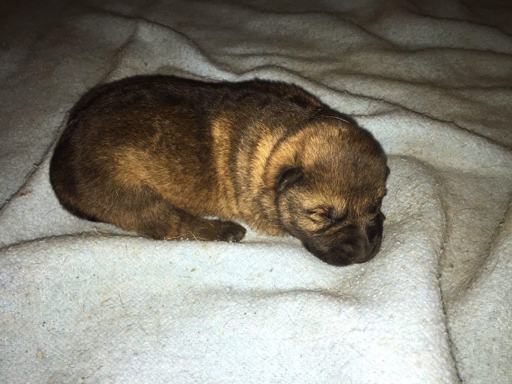 Vega von der Gletscherhöhle; 1 Woche alt