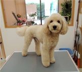 東村山のペットサロングルーミングスペースココッチカット