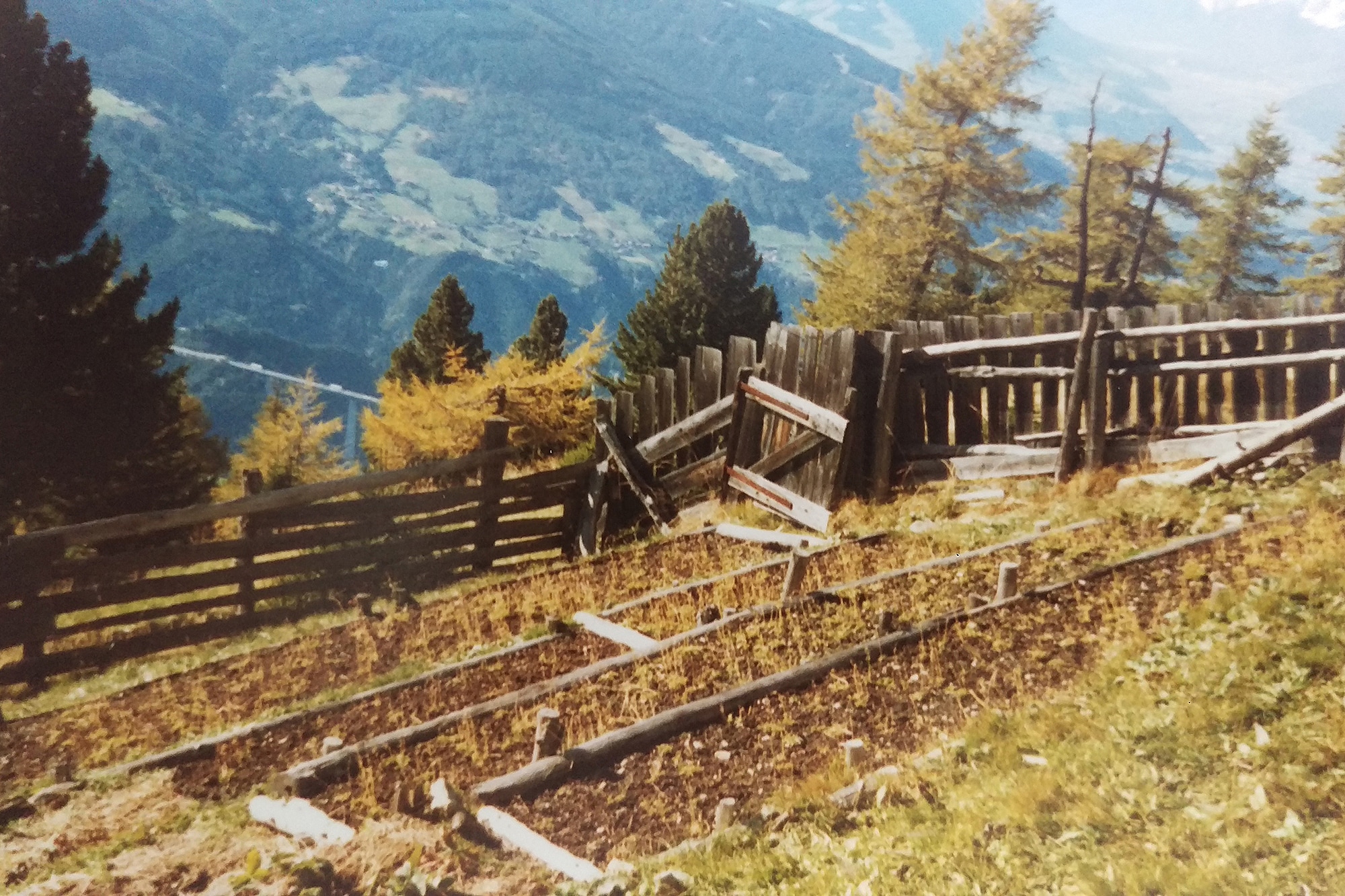 インスブルック近郊のパッチャーコフェルの真正スパイクガーデン-黒い森でスパイクを育てています