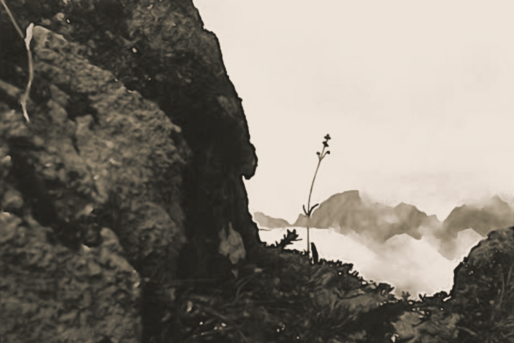  私たちの写真アーカイブからのスパイクエキス（バレリアナセルチカエキス）