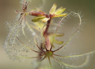 世界的にユニーク：すべてのスパイク製品には、高山植物スパイクのユニークな抽出物が含まれています