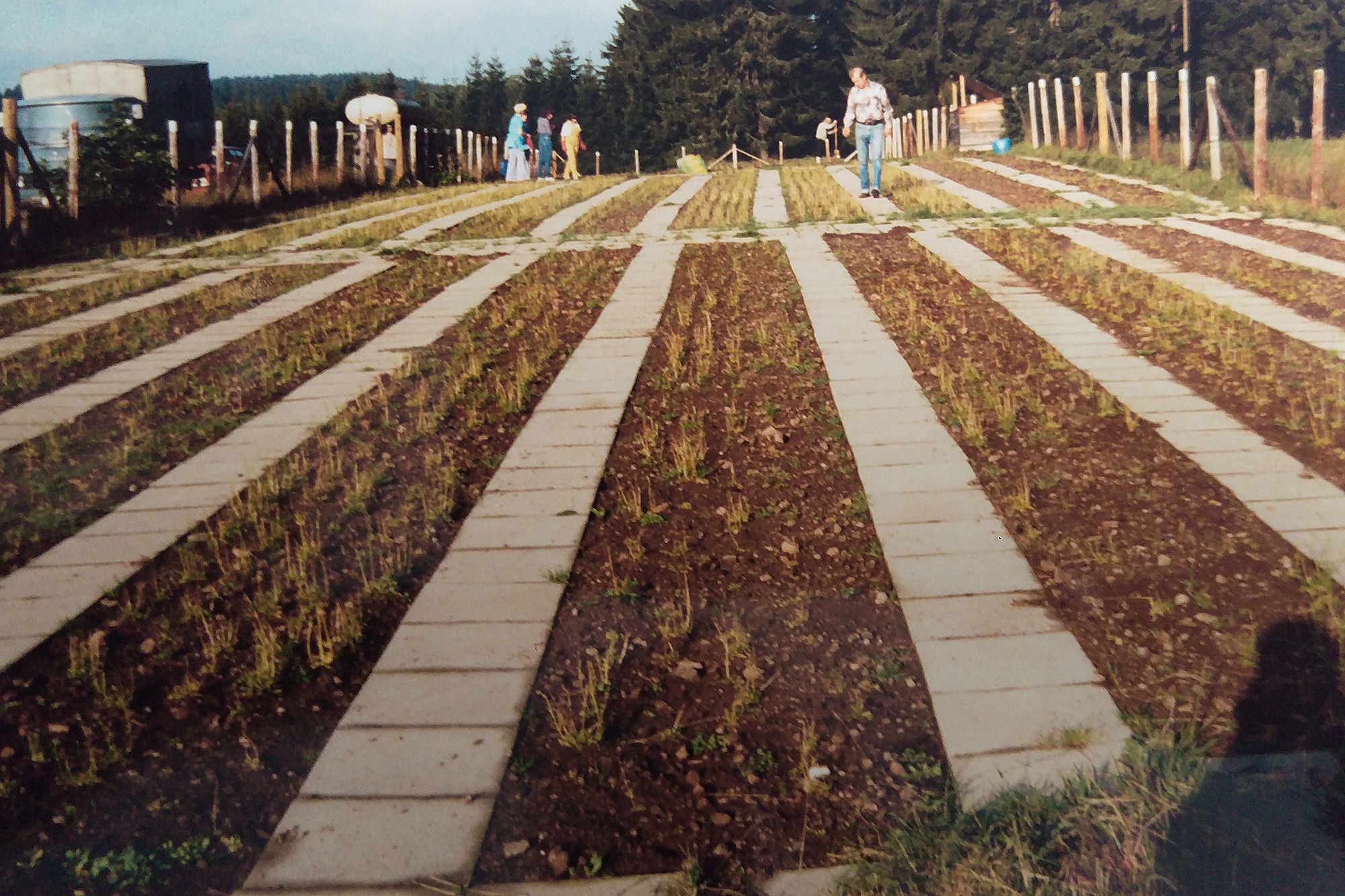 シュヴァルツヴァルト（黒い森）での真正スパイク栽培