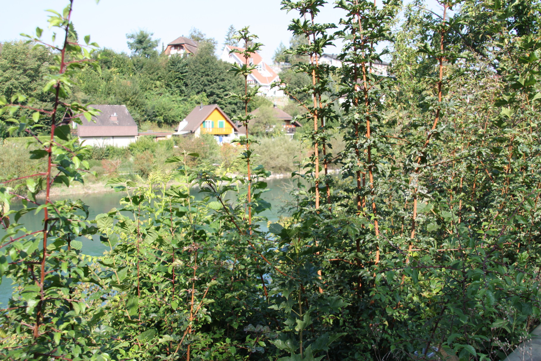 an der wunderschönen Aare