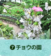 チョウの園
