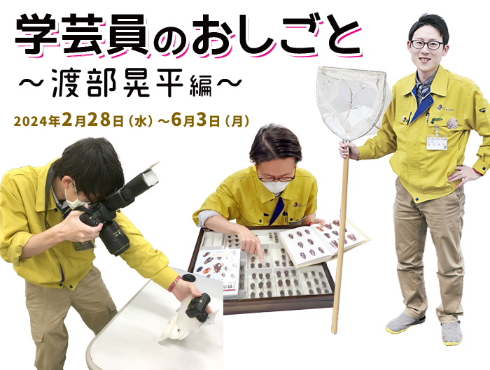 企画展「学芸員のおしごと～渡部晃平編～」