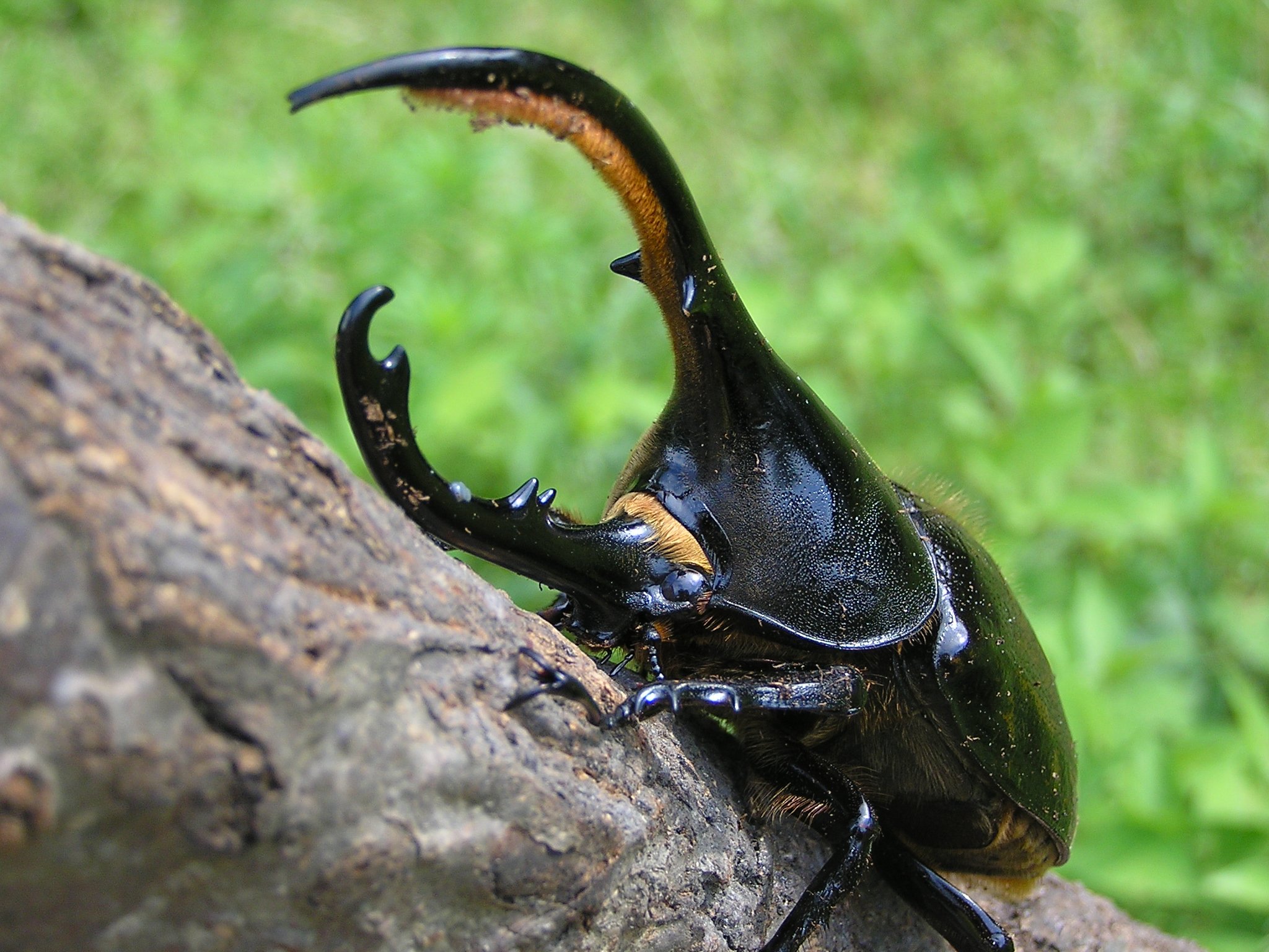 Hercules Beetle