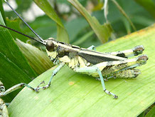 ヒノマルコロギス