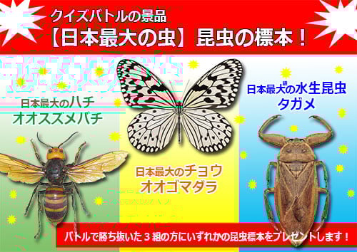 勝ち抜いた3組には日本最大級の虫の昆虫標本をプレゼント！