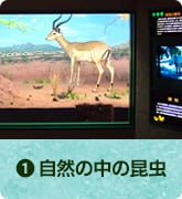 自然の中の昆虫