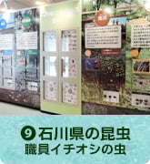 石川県の昆虫～職員イチオシの虫