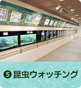 昆虫ウォッチング