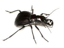 オオエンマハンミョウ