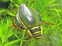 オウサマゲンゴロウモドキ