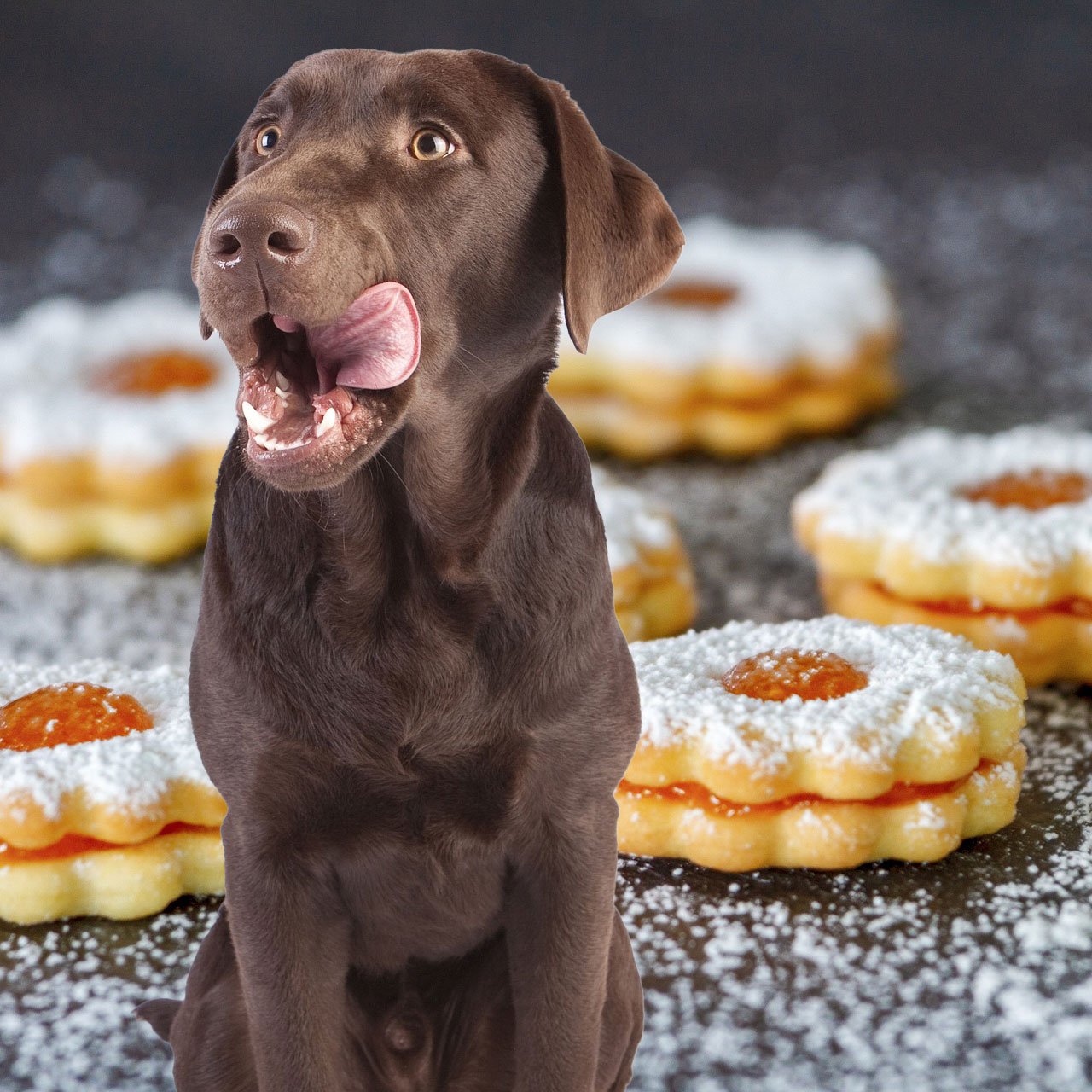 Xylit - die süsse Gefahr