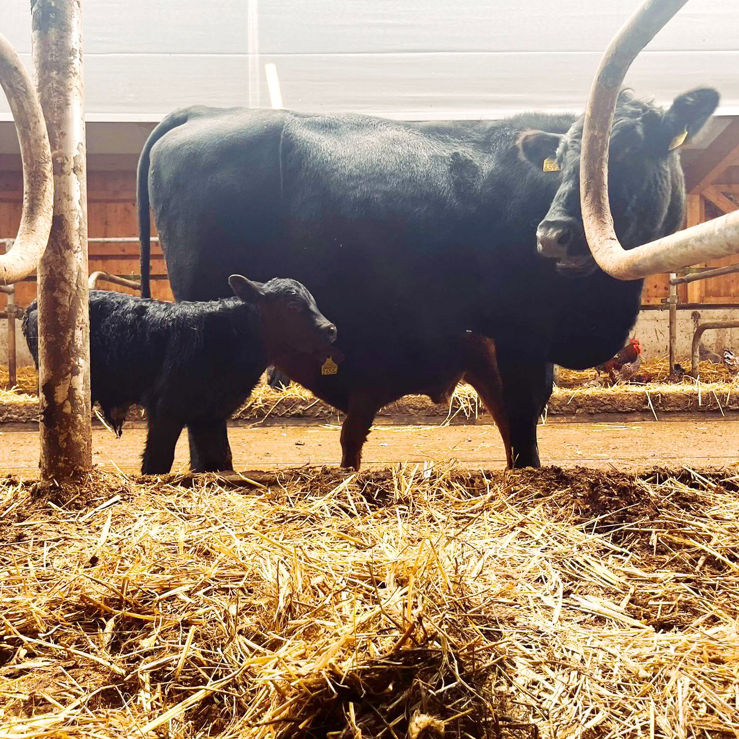 Auf Hofvisite im vorderen Pfannenstiel