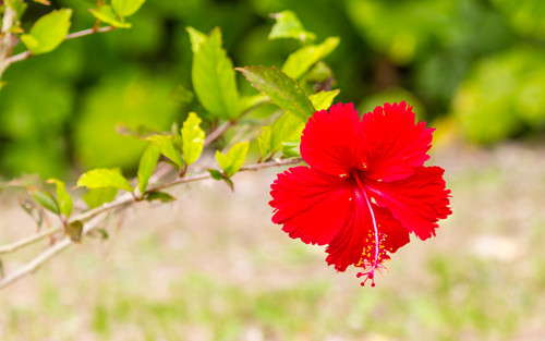【画像】中城城で見つけたハイビスカス