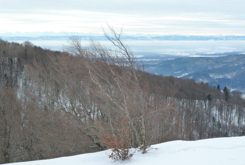 des crêtes vosgiennes, vue sur les Alpes