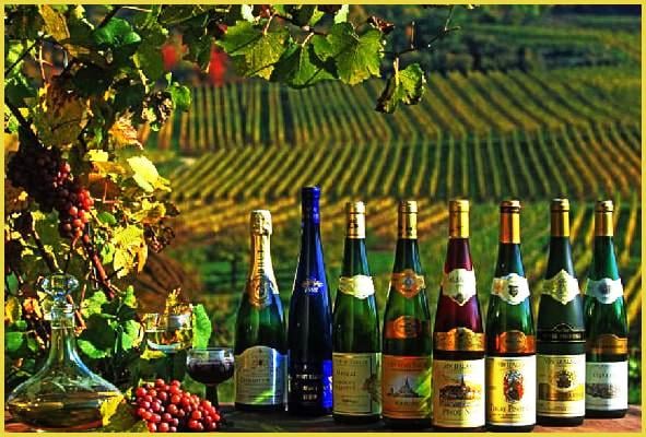 la route des vins d'alsace