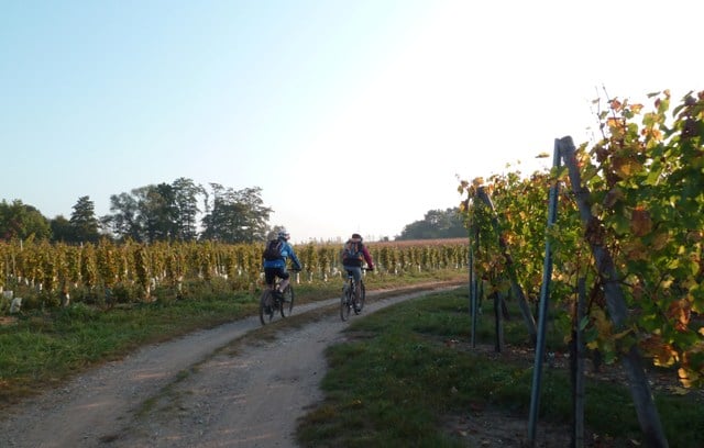 Le vignoble ( wuenheim)