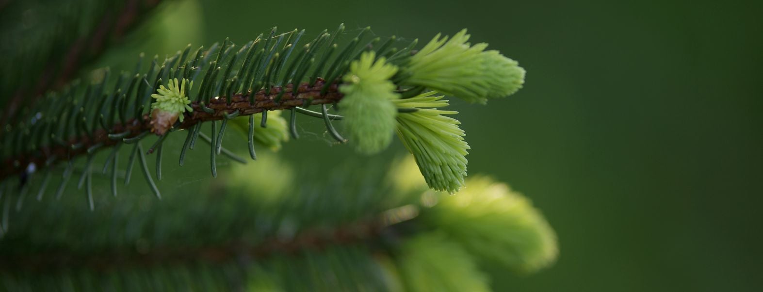Aktuelle Meldungen rund um die Themen Eigentum und Forstwirtschaft