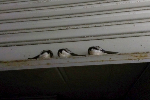 シャッターの裏側で眠る3羽のツバメ
