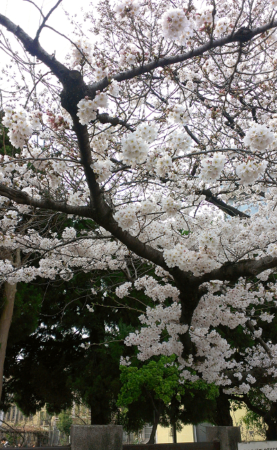 2014年3月京都の桜が咲き始めました