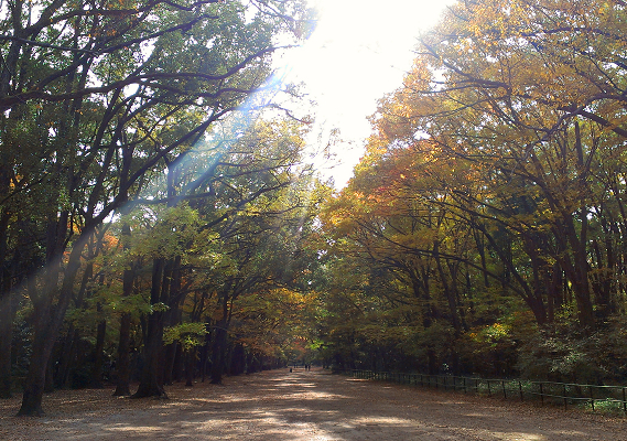2013年11月下鴨神社・糺の森