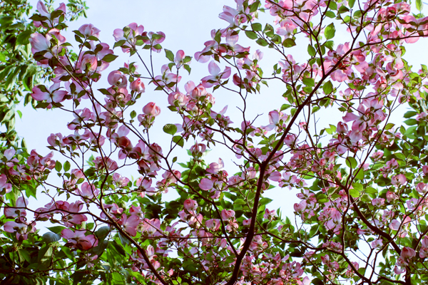 2014年4月ハナミズキ1