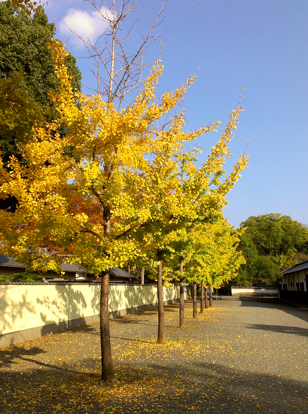 2014年11月京都御苑の紅葉1