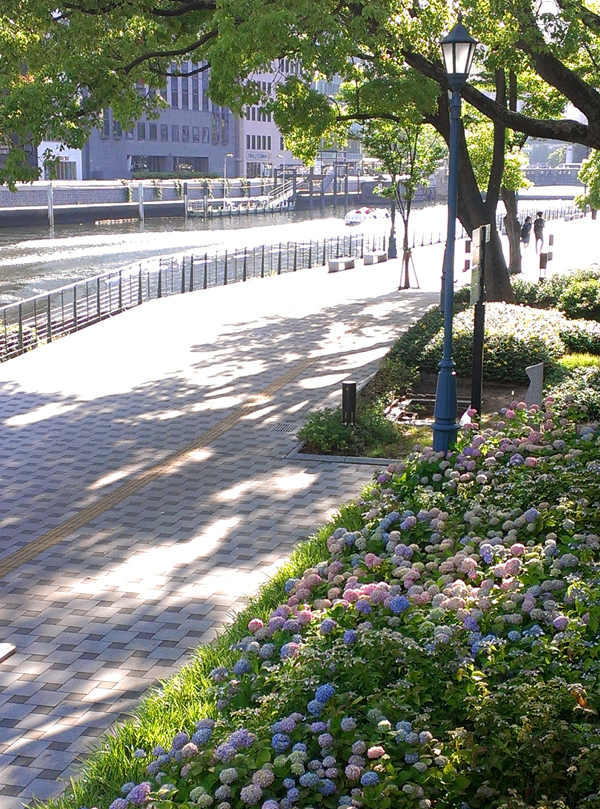 2014年5月末の大阪、土佐堀川沿い・紫陽花が咲き始めていました